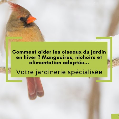 COMMENT AIDER LES OISEAUX DU JARDIN EN HIVER ?
