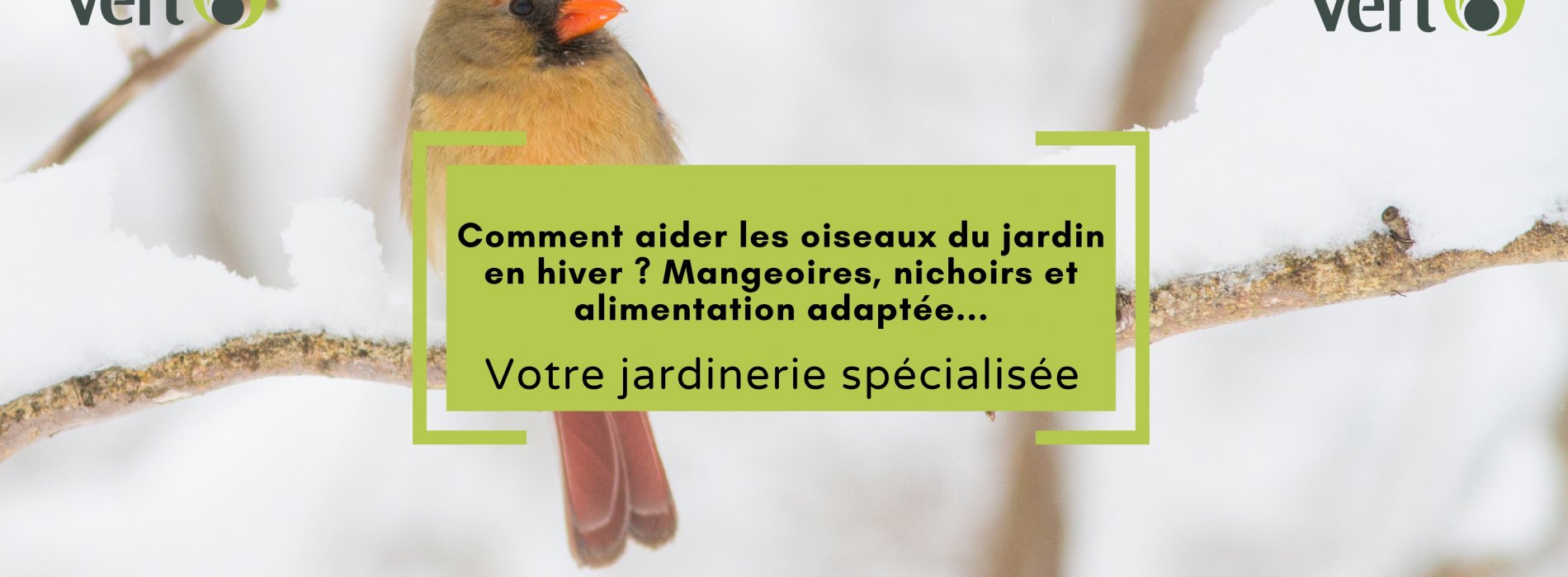 COMMENT AIDER LES OISEAUX DU JARDIN EN HIVER ?